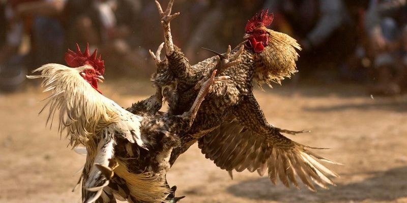 Những ưu điểm nổi bật của đá gà 88
